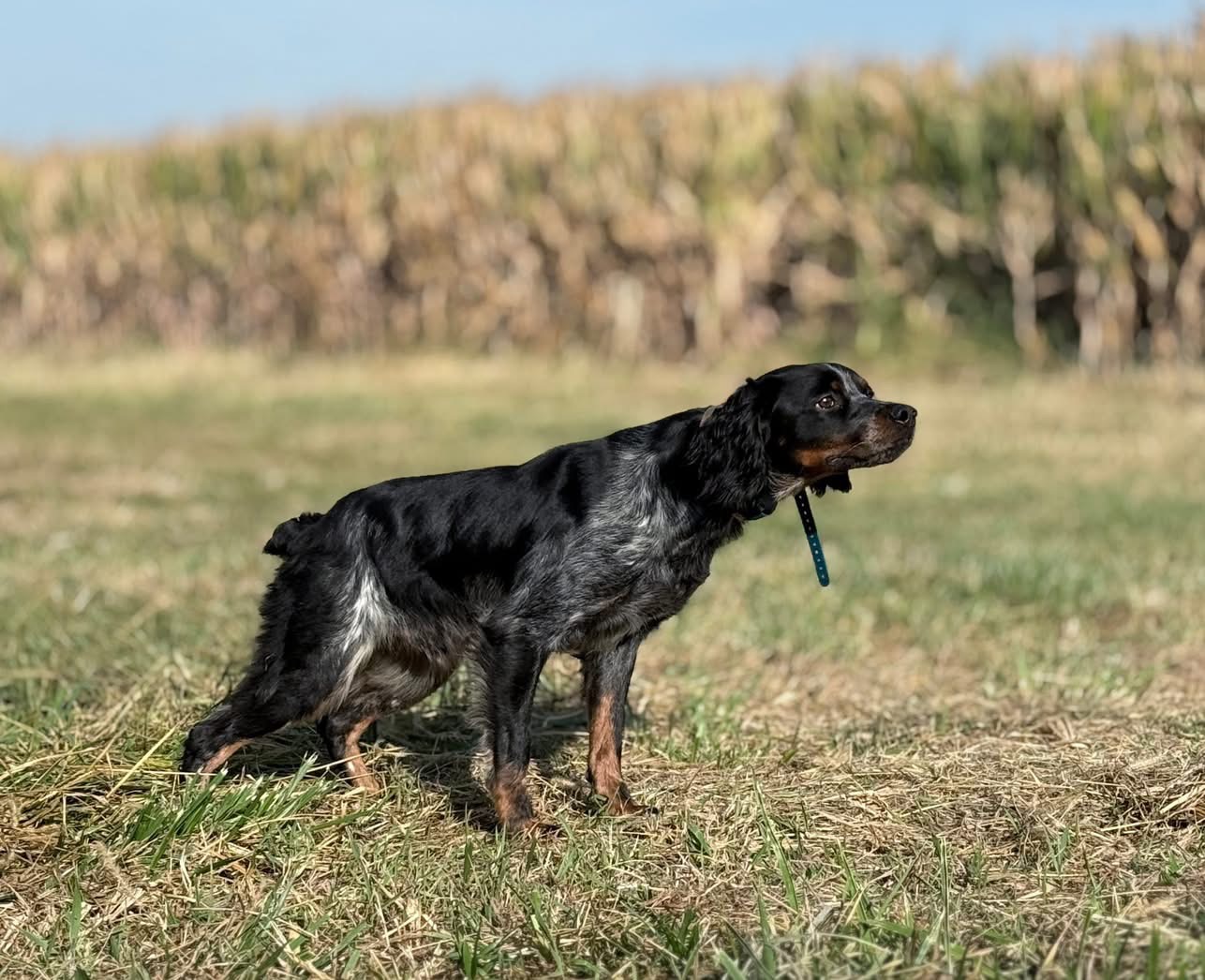 Tank, the dog who inspired the vision for Dawson Lake Bretons.