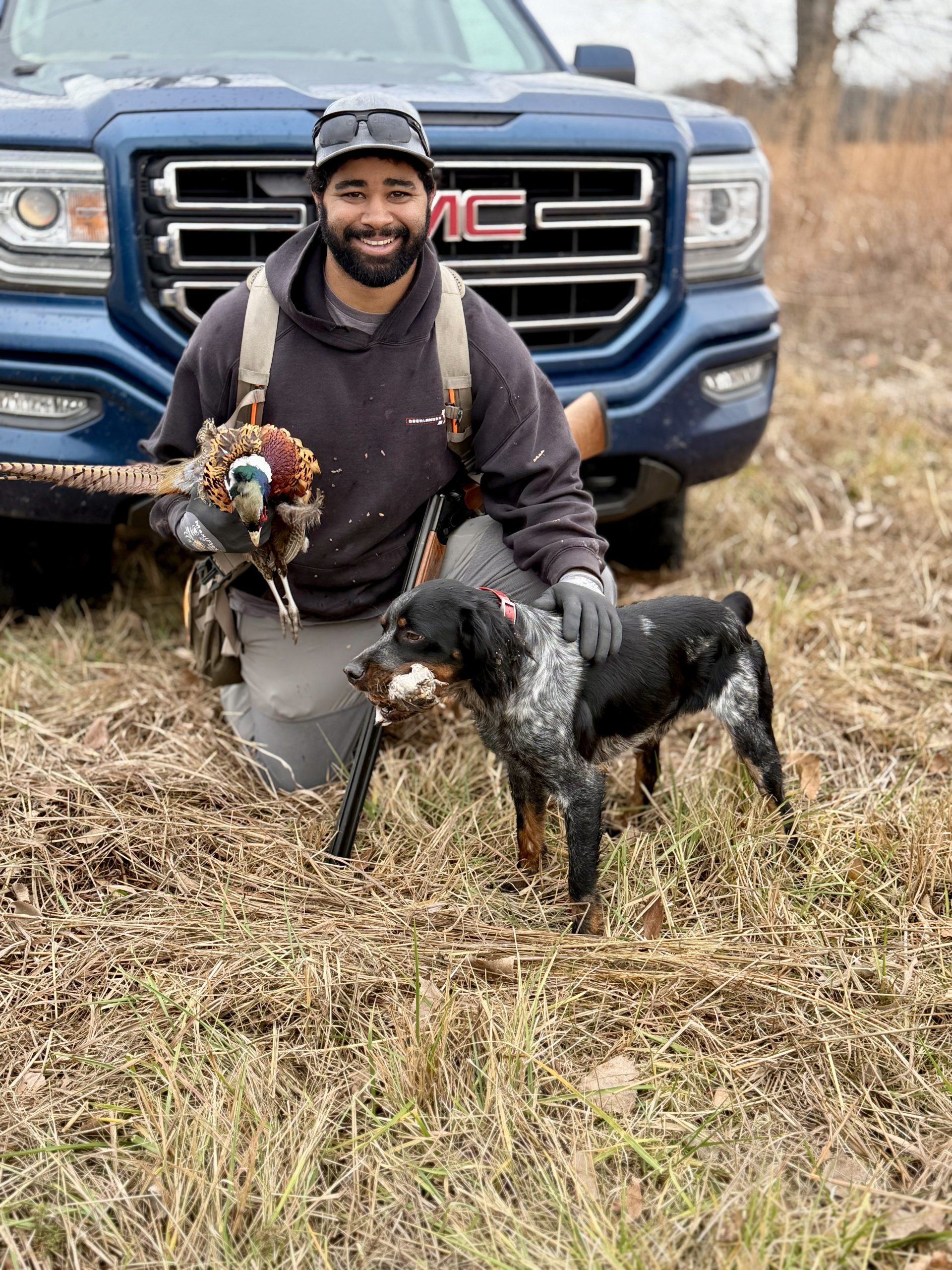 A Dawson Lake Bretons dog working in upland cover.